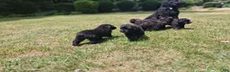 Bouvier Des Flandres dogs for sale: Bouvier Des Flandres 2 - Ad 6