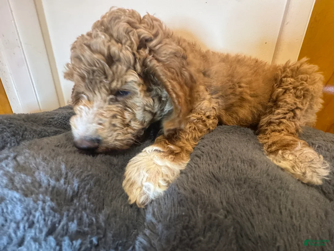 Double Doodle dogs for sale: Oakleaf - Ad 2