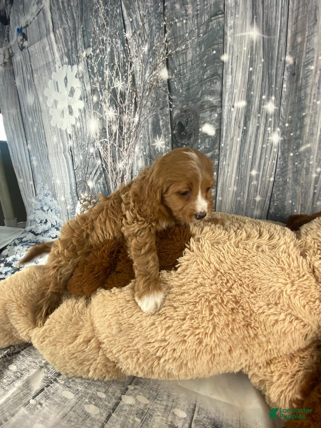 Cavapoo dogs for sale: Maple - Ad 4