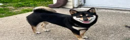 Shiba Inu dogs for sale: Zane - Ad 7