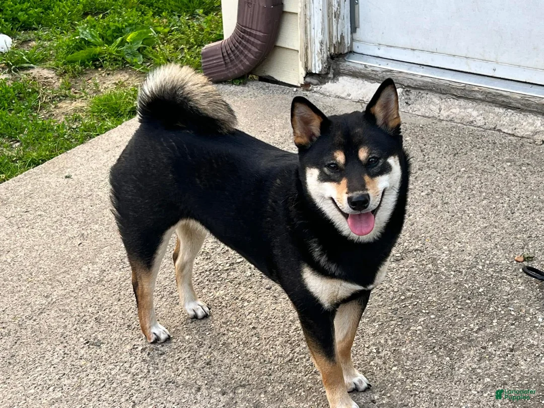 Shiba Inu dogs for sale: Zane - Ad 7
