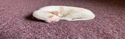 Labradoodle dogs for sale: Finn - Ad 5