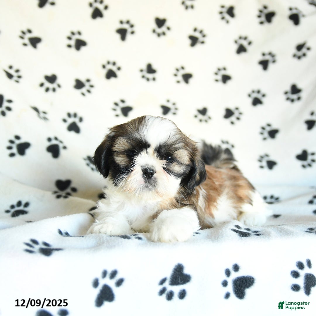 Shih Tzu dogs for sale: Piper - Ad 5