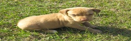 Rhodesian Ridgeback dogs for sale: Rhodesian Ridgeback Puppy 4 - Ad 3
