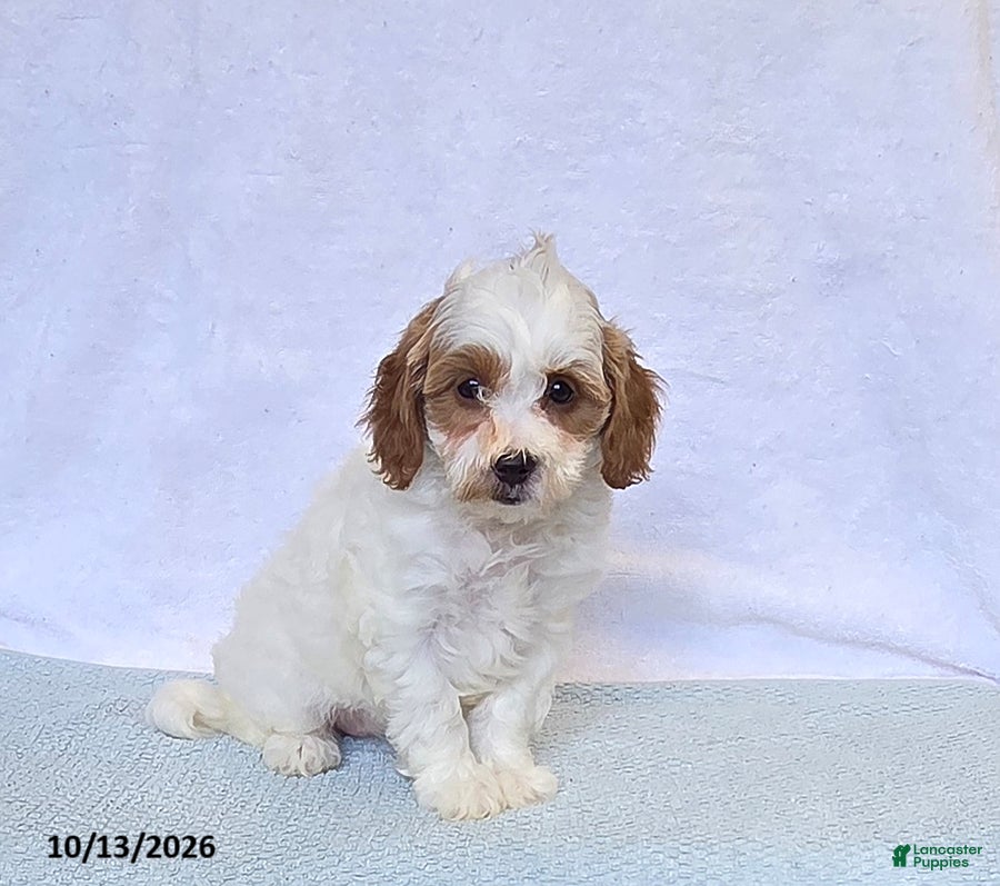 Cavapoo dogs Kiwi - Ad 1