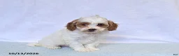 Cavapoo dogs for sale: Kiwi - Ad 1