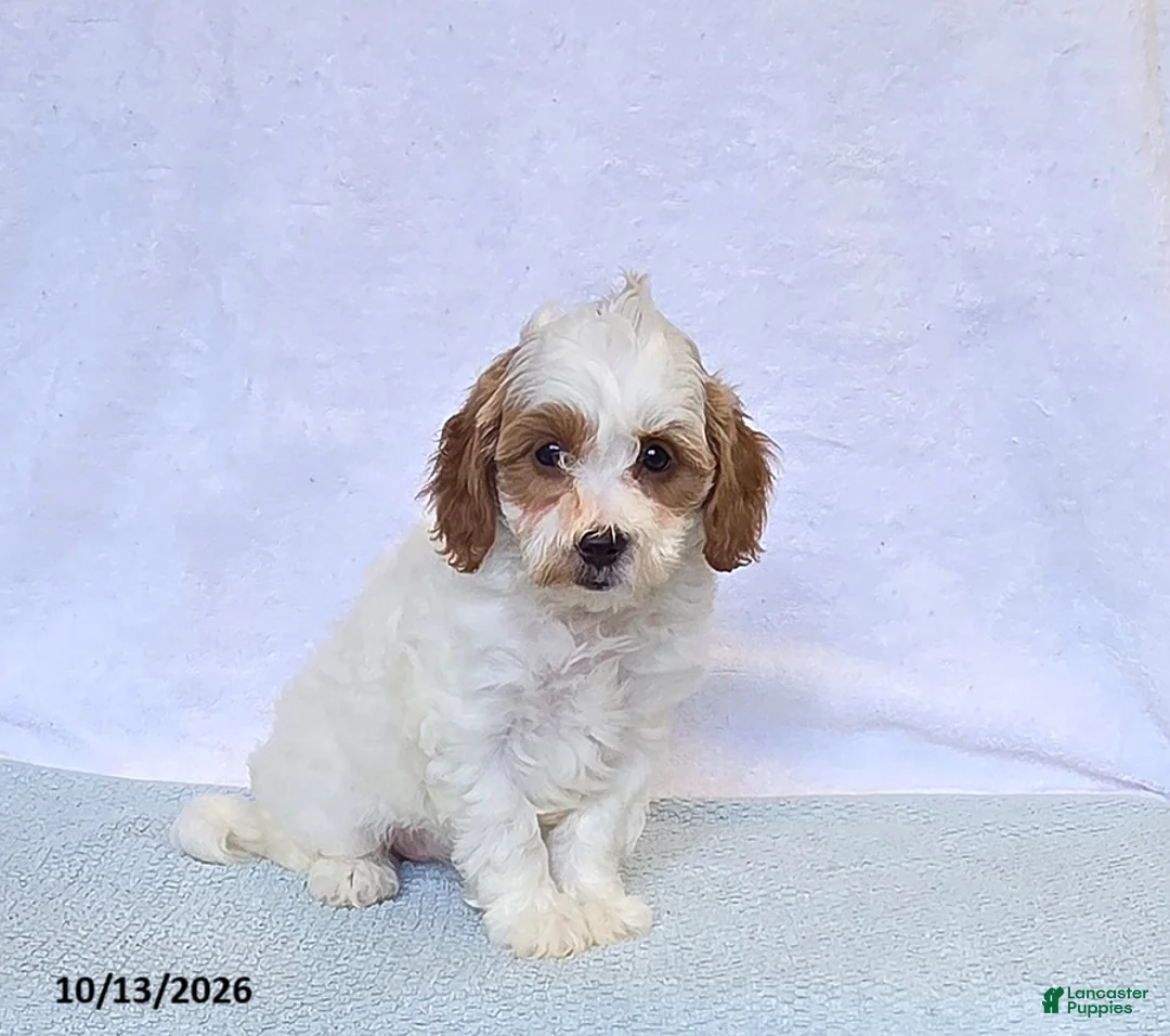 Cavapoo dogs for sale: Kiwi - Ad 1