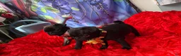 Pug dogs for sale: Pink collar - Ad 4