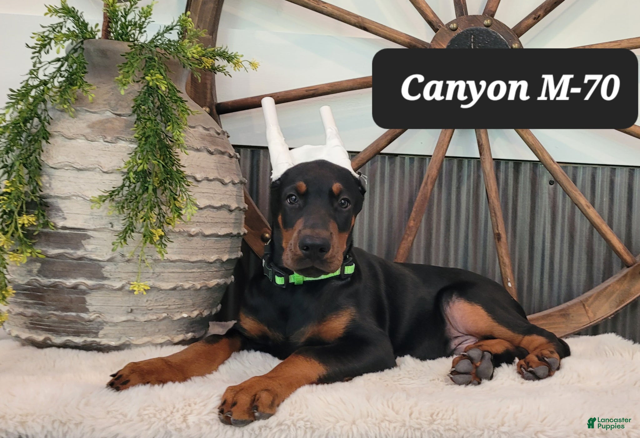 Doberman Pinscher dogs CANYON - Ad 31