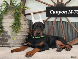 Doberman Pinscher dogs CANYON - Ad 31