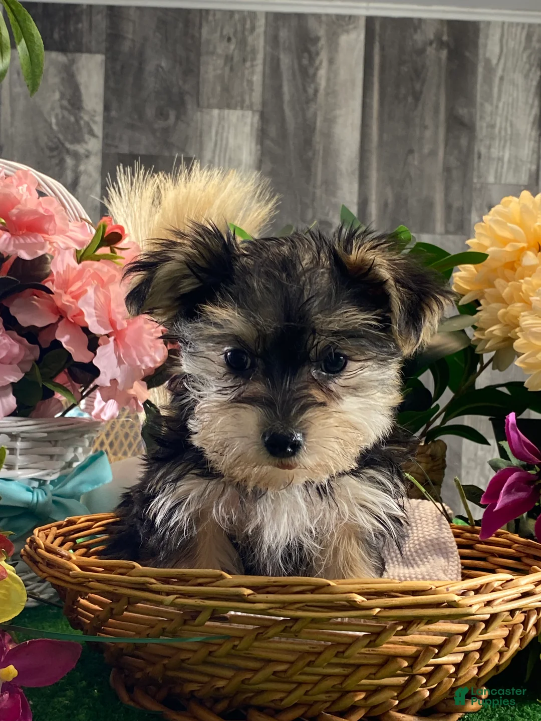 Morkie dogs for sale: Tootsie  - Ad 1