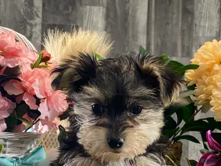 Morkie dogs Tootsie - Ad 38