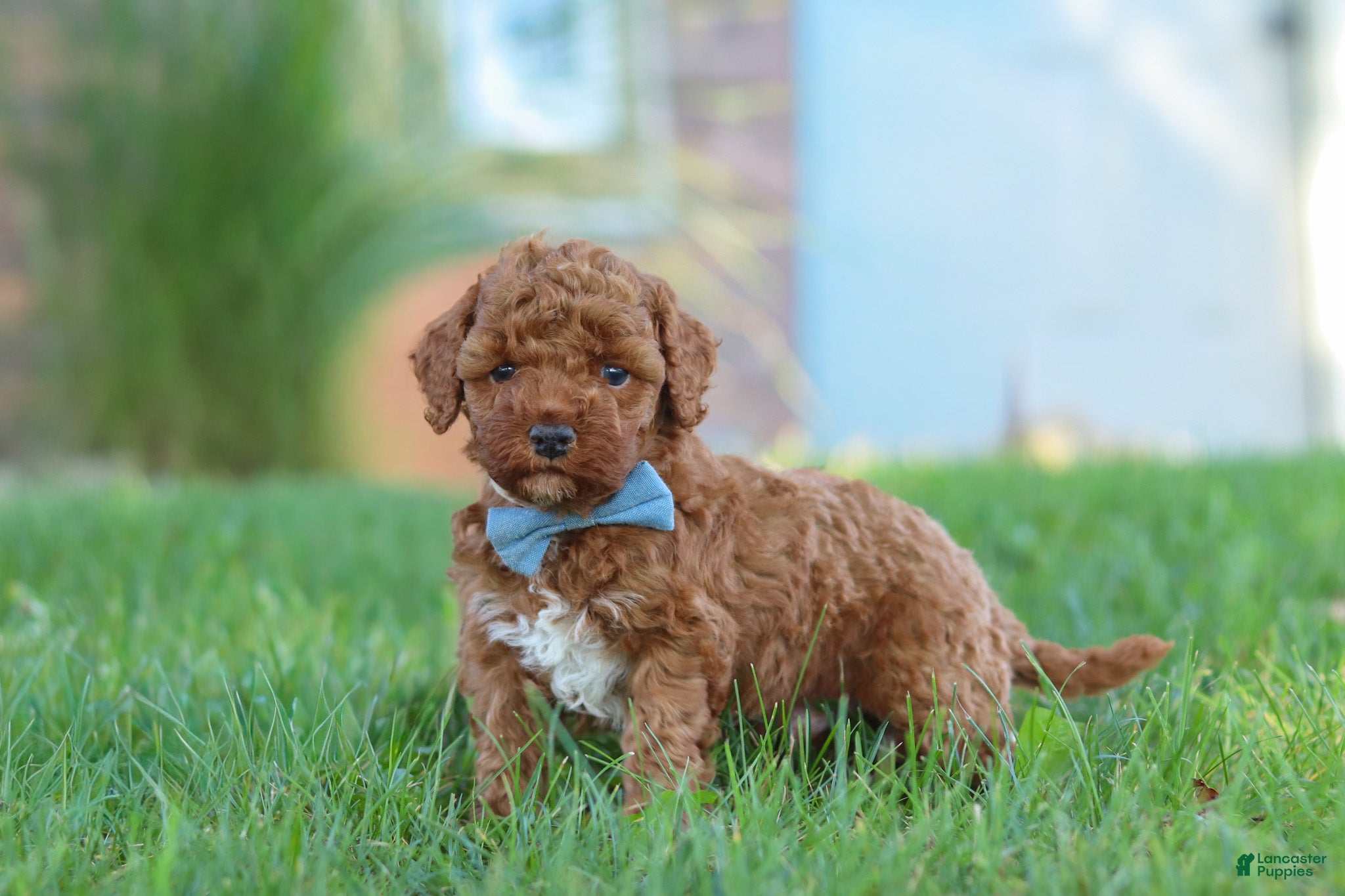 Cockapoo dogs Hunter - Ad 1