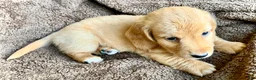 Miniature Dachshund dogs for sale: CHEDDAR, CHEDDAR, CHEDDAR!!! - Ad 10