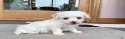 Coton De Tulear dogs for sale: Tj - Ad 2