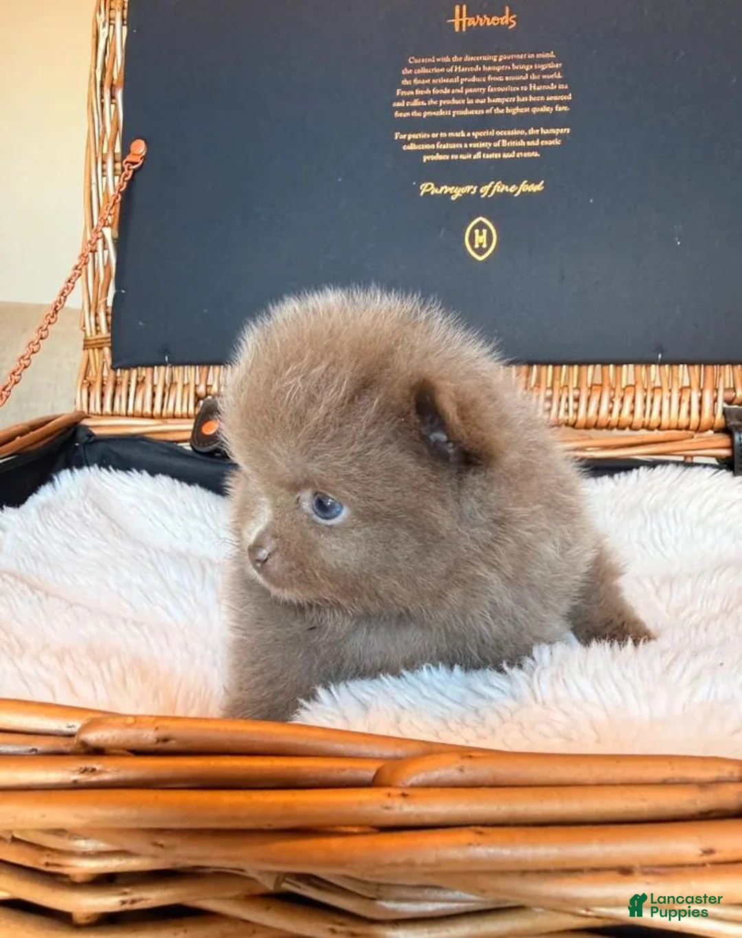 Pomeranian dogs for sale: Tania  - Ad 3