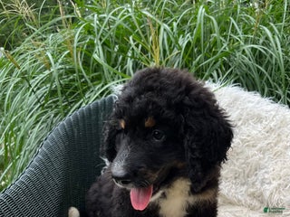 Bernedoodle dogs - Ad 29