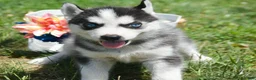 Siberian Husky dogs for sale: Halie Siberian Husky F - Ad 2