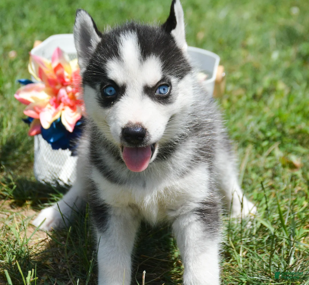 Siberian Husky dogs for sale: Halie Siberian Husky F - Ad 2