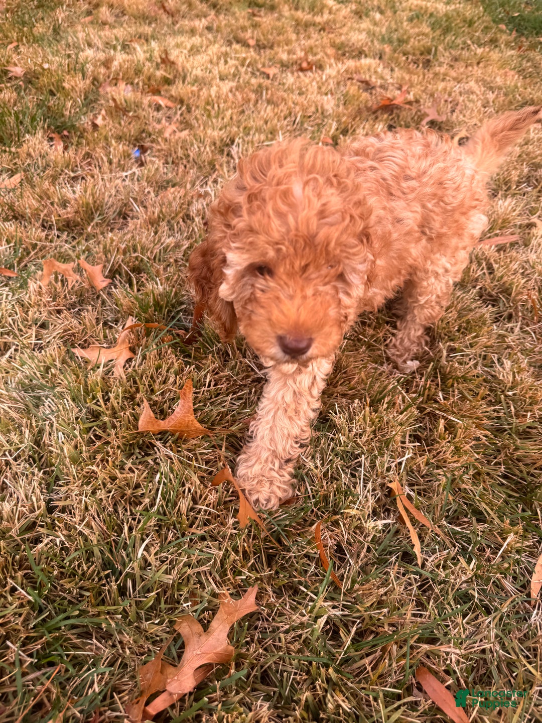 Toy Poodle dogs for sale: Rainer  - Ad 5