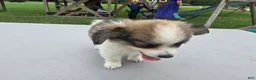 Pomchi dogs for sale: Brandy - Ad 18