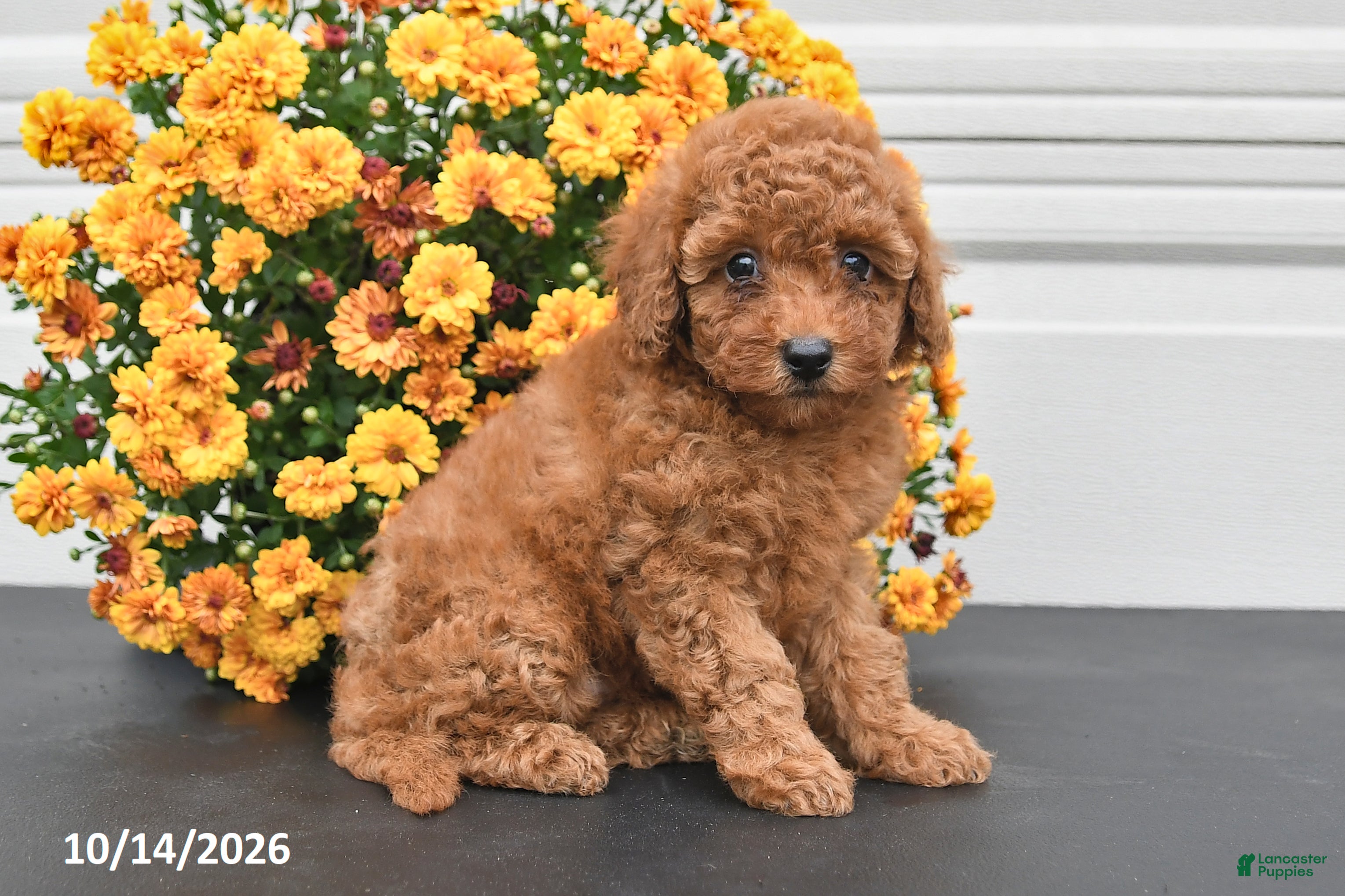 Bichpoo dogs Callie - Ad 2