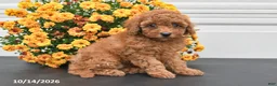 Bichpoo dogs for sale: Callie - Ad 2