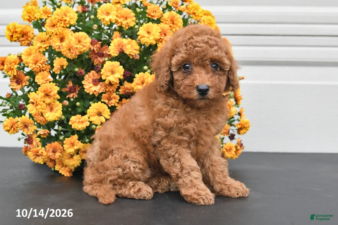 Bichpoo dogs for sale: Callie - Ad 2