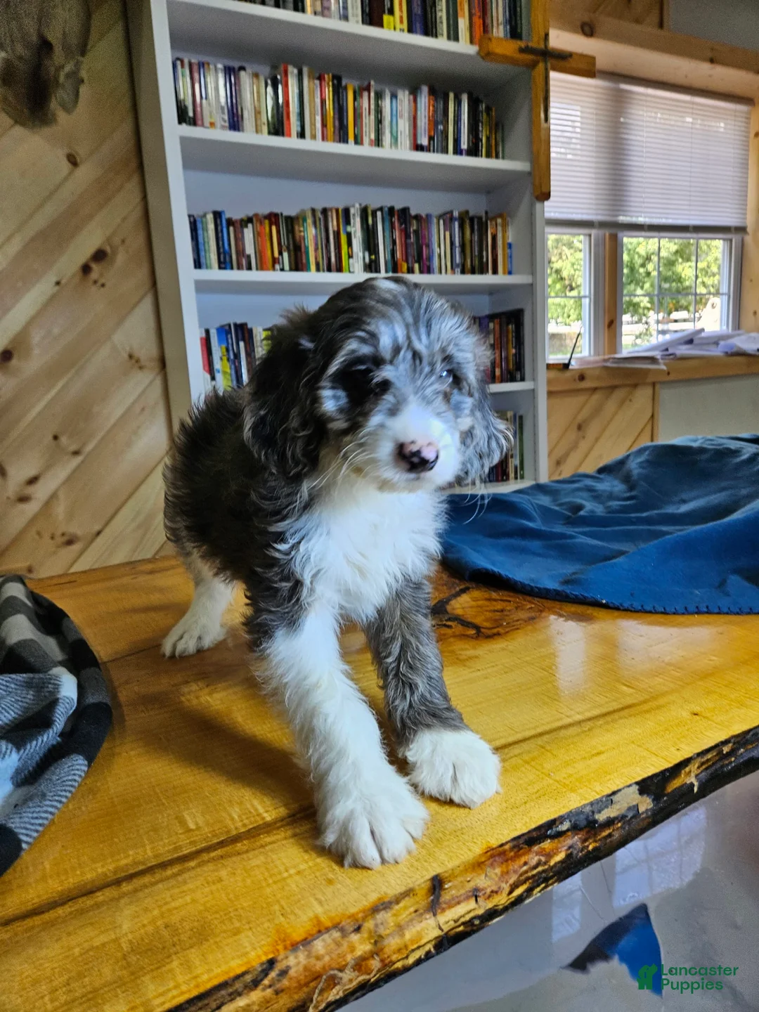 Mixed Breed dogs for sale: Grayson - Ad 6