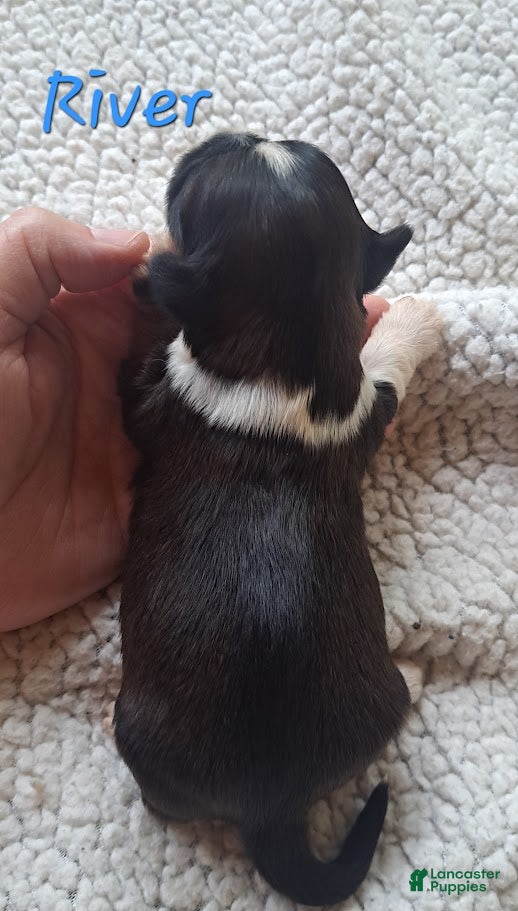 Lhasa Apso dogs for sale: AKC River - Ad 2