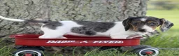 Miniature Dachshund dogs for sale: Rain - Ad 5
