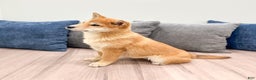 Shiba Inu dogs for sale: Marcie - Ad 4