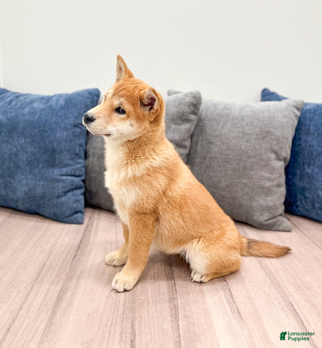 Shiba Inu dogs for sale: Marcie - Ad 4