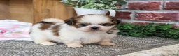 Shih Tzu dogs for sale: Jessie - Ad 4
