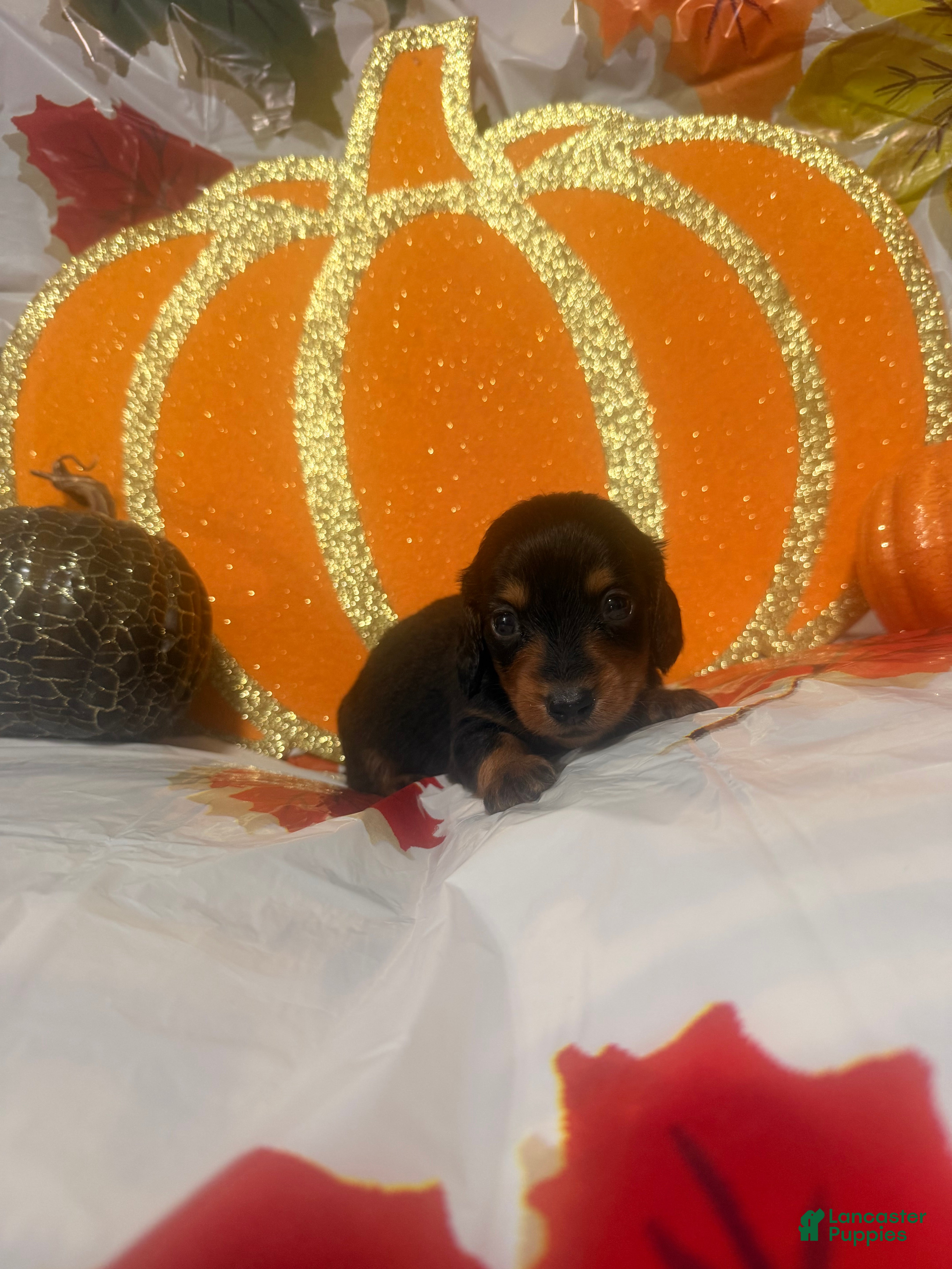 Dachshund dogs Dachshund 1 - Ad 19