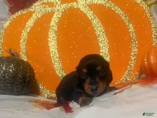 Dachshund dogs Dachshund 1 - Ad 19