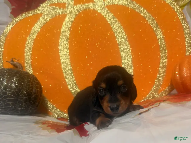 Dachshund dogs for sale: Dachshund 1 - Ad 17