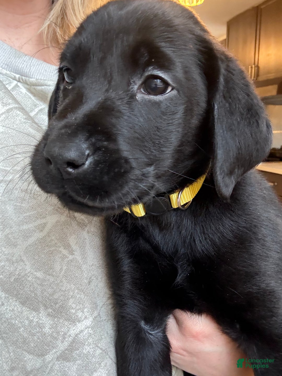 Labrador Retriever dogs for sale: Labrador Retriever Puppy- Yellow collar - Ad 2