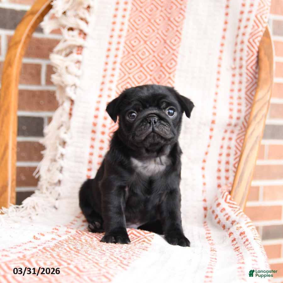 Pug dogs Oliver - Ad 1