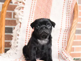 Pug dogs for sale: Oliver - Ad 1