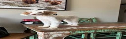 Miniature Poodle dogs for sale: Akc 🧬 Tested Clear Atat Kyky S/S bb  - Ad 3