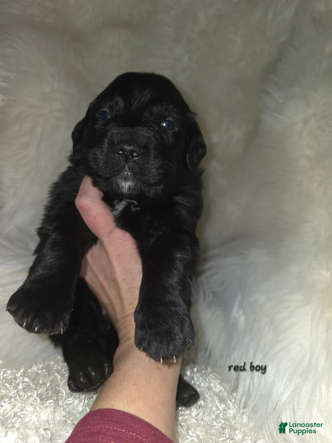 Mixed Breed dogs for sale: Mixed Breed Puppy 1 - Ad 4