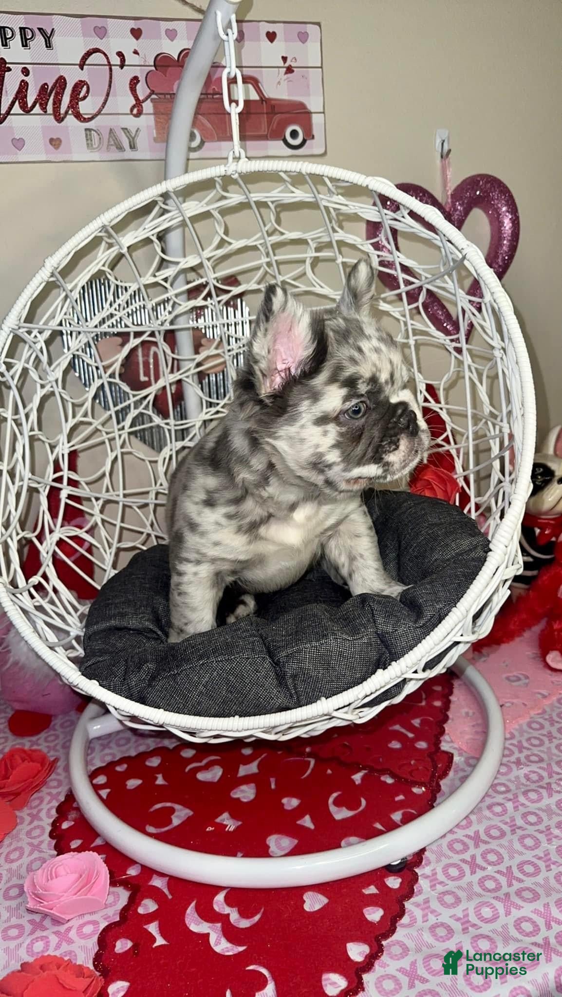 French Bulldog dogs for sale: Shella - Ad 1