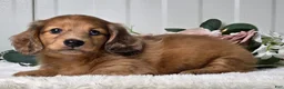 Miniature Dachshund dogs for sale: Madelyn  - Ad 4