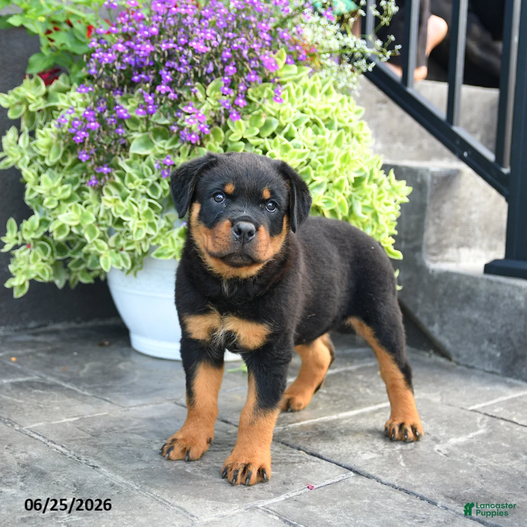 Rottweiler dogs for sale: Smartie - Ad 3