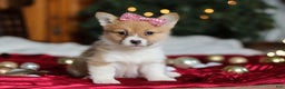 Welsh Corgi Pembroke dogs for sale: Twinkle - Ad 9