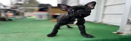 Mixed Breed dogs for sale: Batman - Ad 3