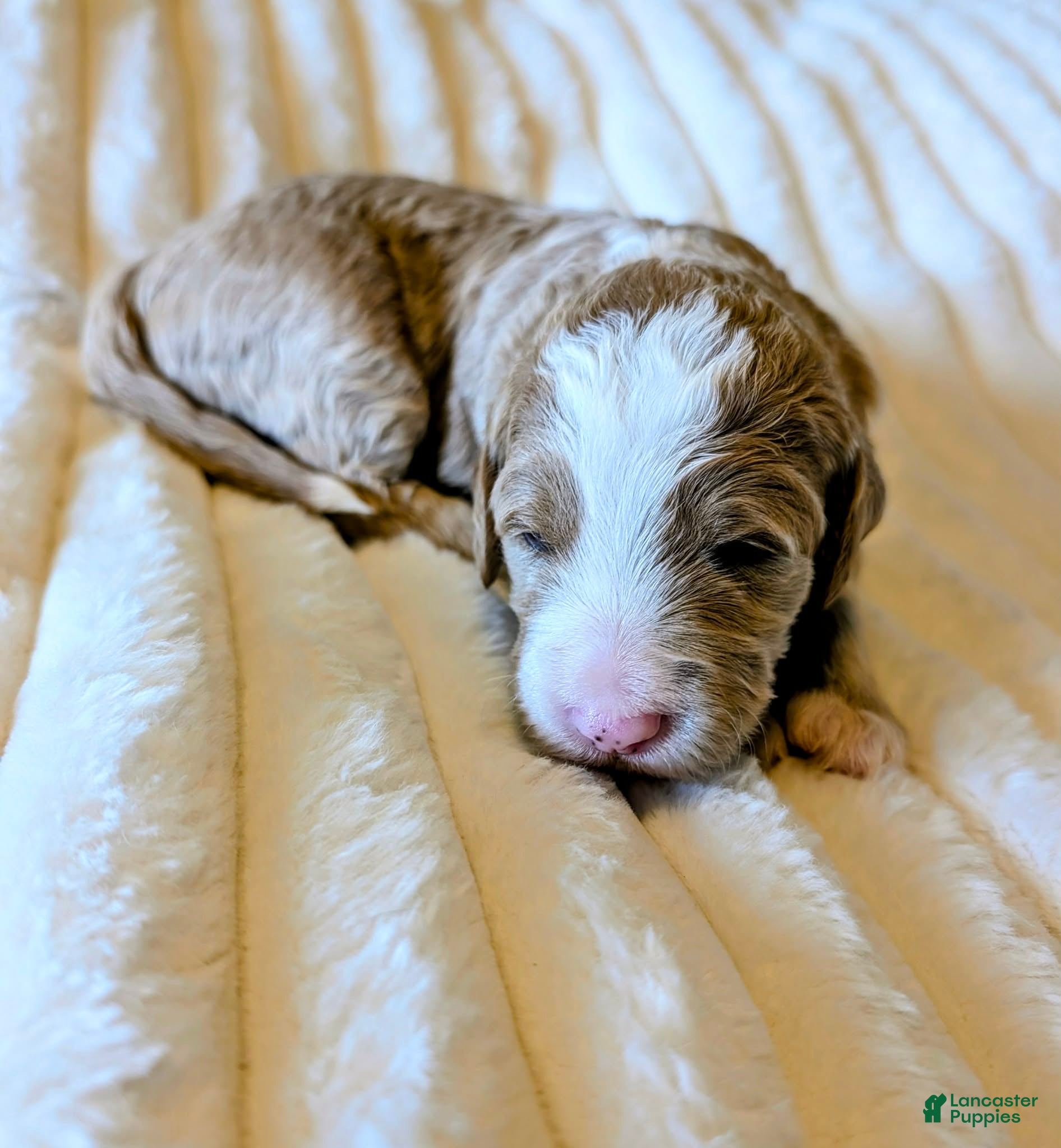 Bernedoodle dogs The Affectionate Gentleman - Ad 2
