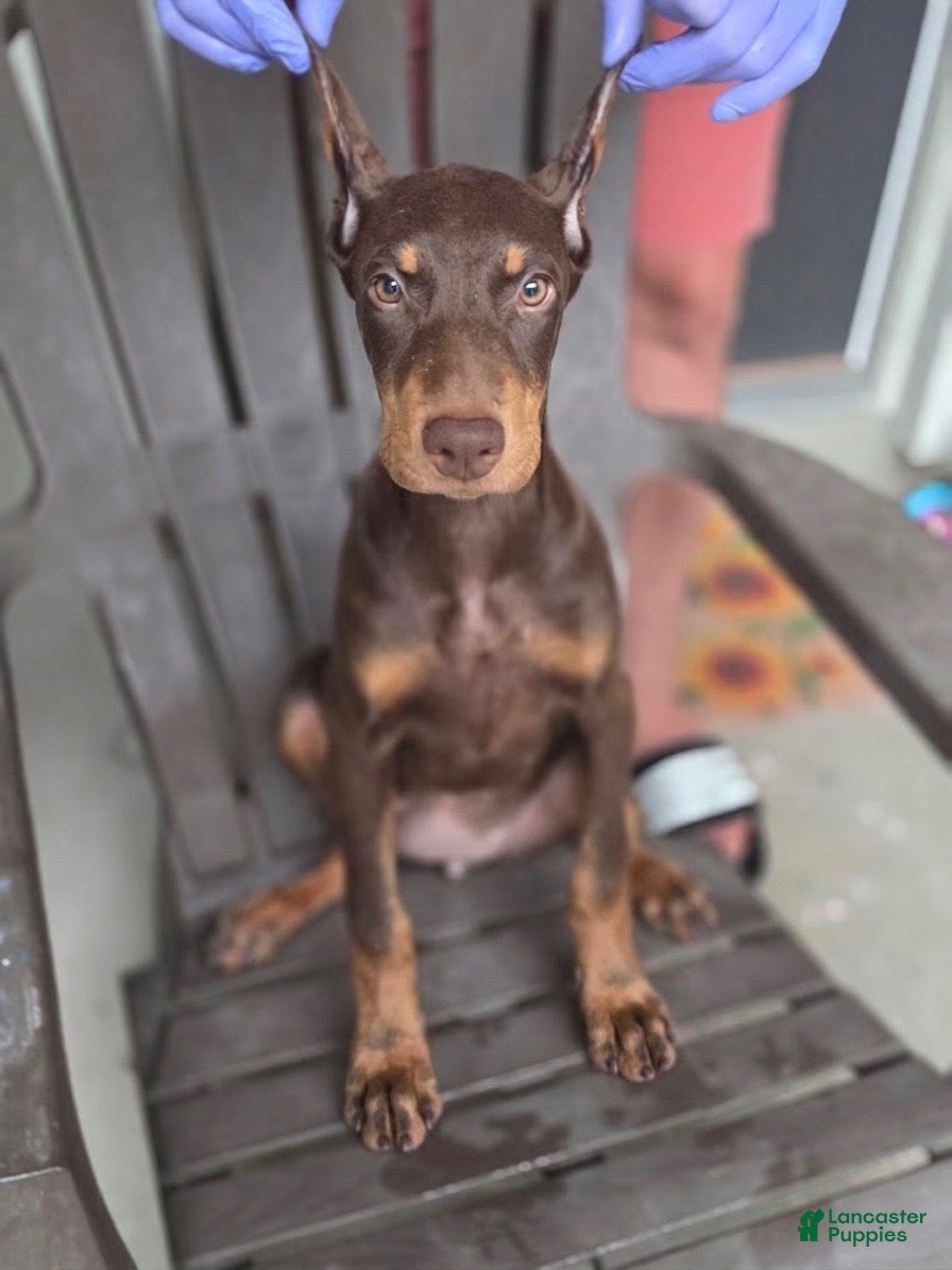 Doberman Pinscher dogs Doberman Pinscher 2 - Ad 1