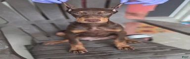 Doberman Pinscher 2